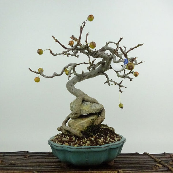 盆栽 海棠 樹高 約19cm かいどう Malus micromalus カイドウ 石付 バラ科 落葉樹 鑑賞用 観賞用 小品 s1204439865