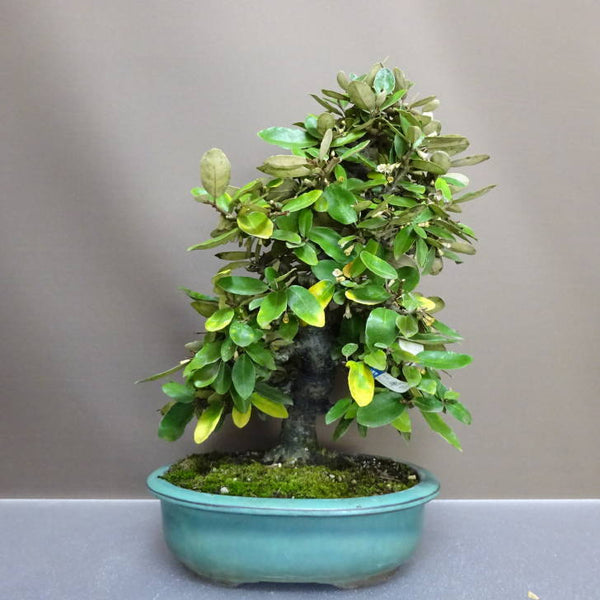 盆栽 寒茱萸 樹高 約35cm かんぐみ Elaeagnus カングミ グミ科 常緑樹 鑑賞用 観賞用 f1204439004