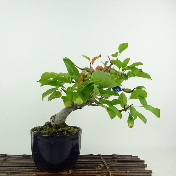 盆栽 冬林檎 樹高 約 18cm りんご Malus prunifolia リンゴ バラ科 リンゴ属 落葉樹 鑑賞用 観賞用 小品 o1204453753