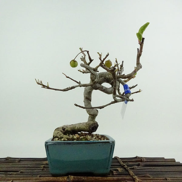 盆栽 海棠 樹高 約15cm かいどう Malus micromalus カイドウ バラ科 落葉樹 鑑賞用 観賞用 小品 1204428062