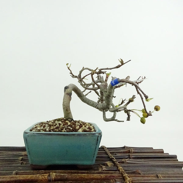 盆栽 海棠 樹高 約10cm かいどう Malus micromalus カイドウ バラ科 落葉樹 鑑賞用 観賞用 小品 f1204439602