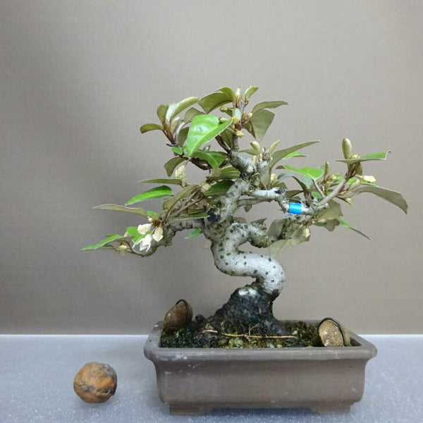 盆栽 寒茱萸 樹高 約16cm かんぐみ Elaeagnus カングミ グミ科 常緑樹 鑑賞用 観賞用 小品 t1204429882