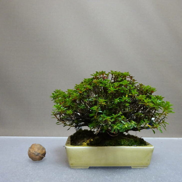 盆栽 皐月 早乙女小町 樹高 約9cm さつき Rhododendron indicum サツキ ツツジ科 常緑樹 鑑賞用 観賞用 小品 d1204452000
