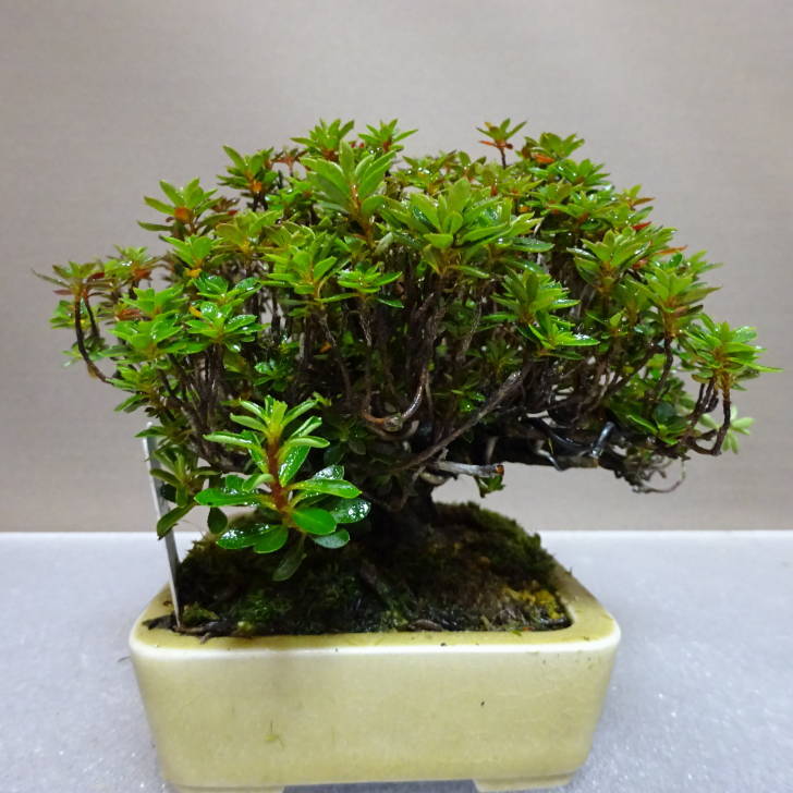 盆栽 盆栽 皐月 早乙女小町 樹高 約11.5cm さつき Rhododendron