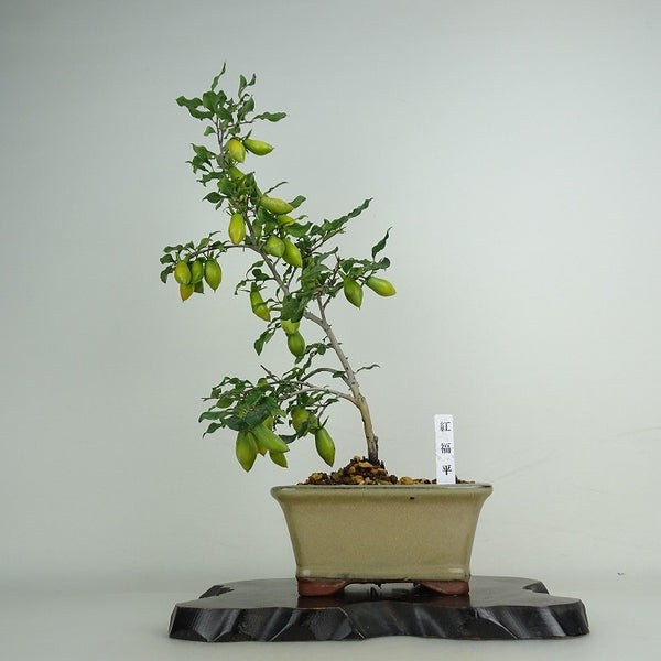 盆栽 老爺柿 紅福平 樹高 約42cm ろうやがき Diospyros rhombifolia ロウヤガキ 実物 雌木 カキノキ科 落葉～半落葉樹 鑑賞用 観賞用 k1204434731