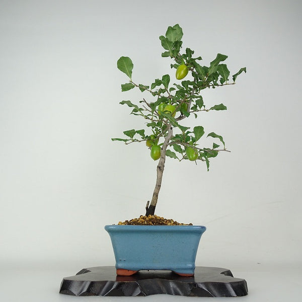 盆栽 老爺柿 富士紅 樹高 約47cm ろうやがき Diospyros rhombifolia ロウヤガキ 実物 雌木 カキノキ科 落葉～半落葉樹 鑑賞用 観賞用 v1204463727