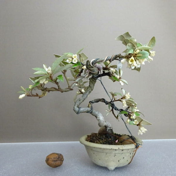 盆栽 寒茱萸 樹高 約16cm かんぐみ Elaeagnus カングミ グミ科 常緑樹 鑑賞用 観賞用 小品 p1204440830
