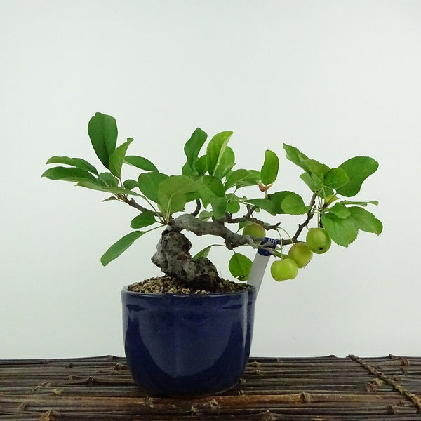 盆栽 冬林檎 樹高 約 14cm りんご Malus prunifolia リンゴ バラ科 リンゴ属 落葉樹 鑑賞用 観賞用 小品 u1204447830