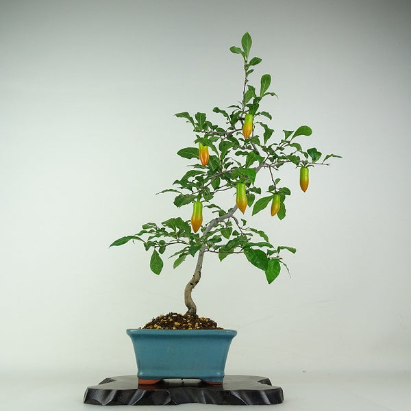 盆栽 老爺柿 夢の雫 樹高 約45cm ろうやがき Diospyros rhombifolia ロウヤガキ 実物 雌木 カキノキ科 落葉～半落葉樹 鑑賞用 観賞用 w1204433030