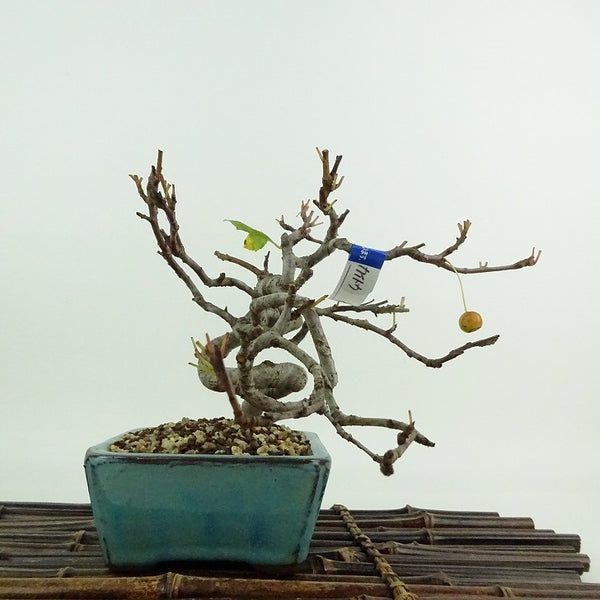 盆栽 海棠 樹高 約12cm かいどう Malus micromalus カイドウ バラ科 落葉樹 鑑賞用 観賞用 小品 c1204439407