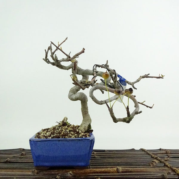 盆栽 海棠 樹高 約16cm かいどう Malus micromalus カイドウ バラ科 落葉樹 鑑賞用 観賞用 小品 p1204446302