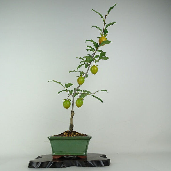 盆栽 老爺柿 紅涼山 樹高 約52cm ろうやがき Diospyros rhombifolia ロウヤガキ 実物 雌木 カキノキ科 落葉～半落葉樹 鑑賞用 観賞用 s1204441421