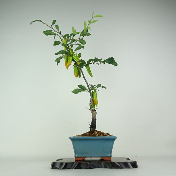 盆栽 老爺柿 夢の雫 樹高 約55cm ろうやがき Diospyros rhombifolia ロウヤガキ 実物 雌木 カキノキ科 落葉～半落葉樹 鑑賞用 観賞用 e1204433440