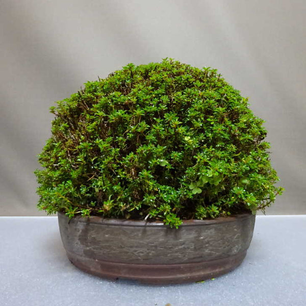 盆栽 皐月 早乙女小町 樹高 約17cm さつき Rhododendron indicum サツキ ツツジ科 常緑樹 鑑賞用 観賞用 小品 u1204450632