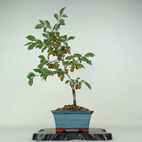 盆栽 老爺柿 紅瓢箪 樹高 約42cm ろうやがき Diospyros rhombifolia ロウヤガキ 実物 雌木 カキノキ科 落葉～半落葉樹 鑑賞用 観賞用 k1204434872