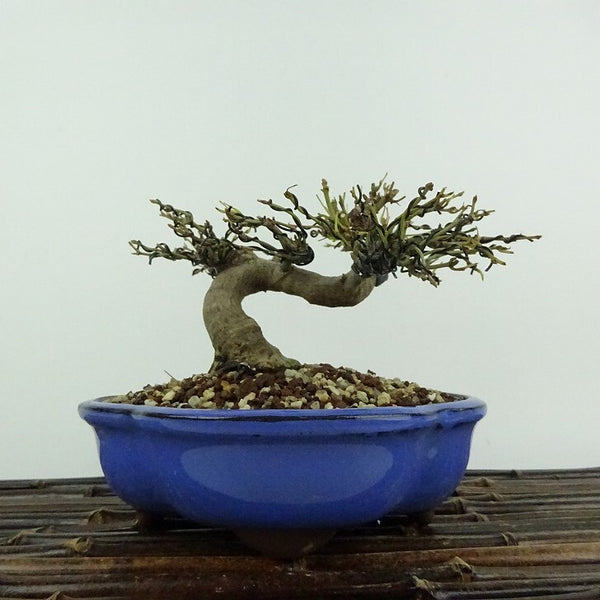 盆栽 紅葉 樹高 約10cm もみじ Acer palmatum モミジ カエデ科 落葉樹 鑑賞用 観賞用 小品 1204428013