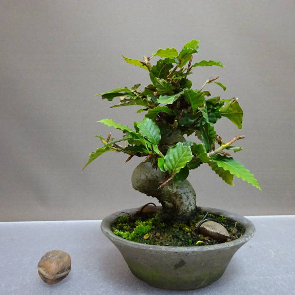 盆栽 山毛欅 ぶな 樹高 約15cm Fagus crenata ブナ ブナ科 落葉樹 鑑賞用 観賞用 小品 t1204431483