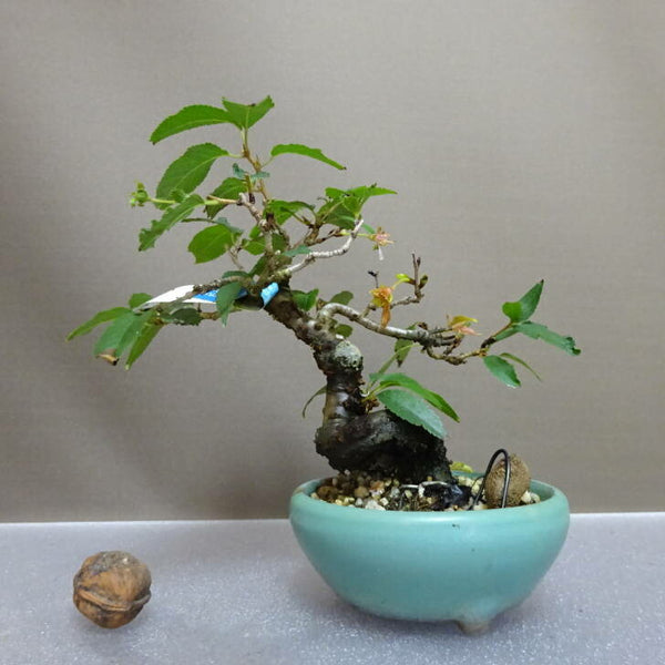 盆栽 桜 十月桜 樹高 約15cm さくら サクラ バラ科 落葉樹 鑑賞用 観賞用 小品 c1204439955