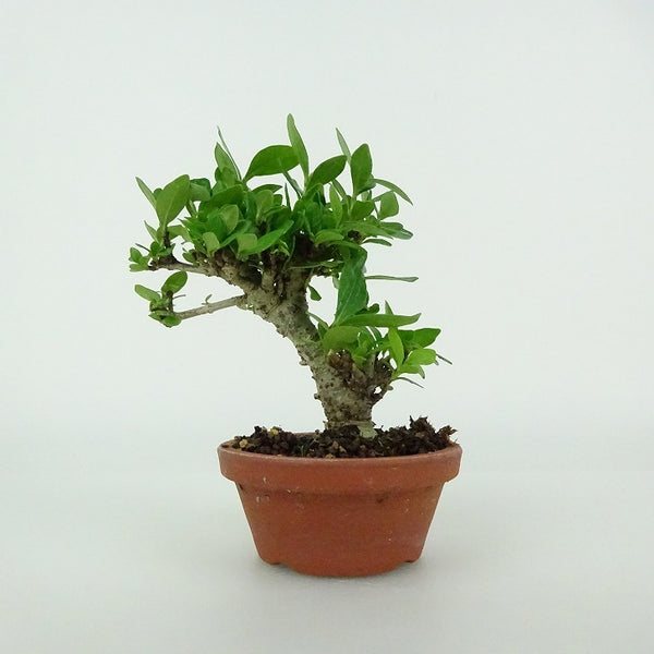 盆栽 梔子 樹高 約8～9cm くちなし Gardenia jasminoides クチナシ アカネ科 常緑樹 鑑賞用 観賞用 小品 数量物 セレクト k1204436280