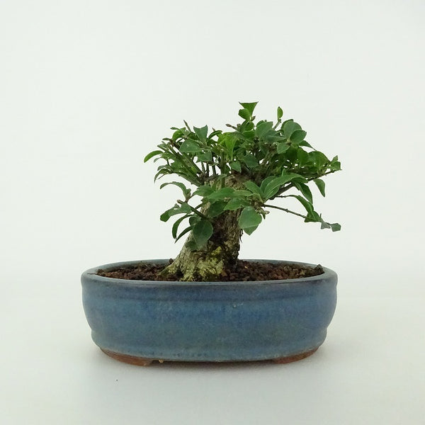 盆栽 錦木 樹高 約9～10cm にしきぎ Euonymus alatus ニシキギ ニシキギ科 落葉樹 鑑賞用 観賞用 小品 数量物 セレクト g1204446076