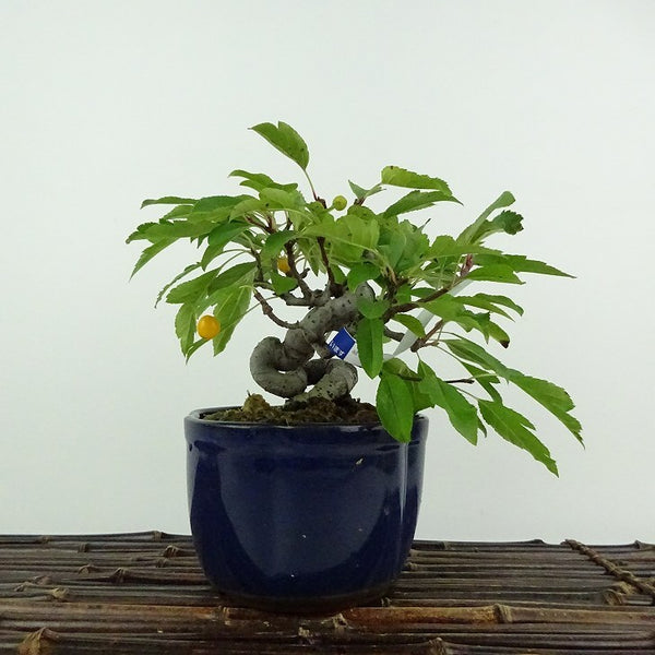 盆栽 酸実 樹高 約13cm ずみ Malus toringo ズミ バラ科 落葉樹 鑑賞用 観賞用 小品 o1204455451