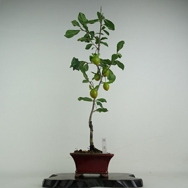 盆栽 老爺柿 国王 樹高 約49cm ろうやがき Diospyros rhombifolia ロウヤガキ 実物 雌木 カキノキ科 落葉～半落葉樹 鑑賞用 観賞用 s1204445801