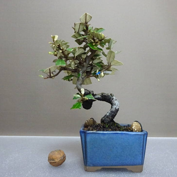 盆栽 寒茱萸 樹高 約17cm かんぐみ Elaeagnus カングミ グミ科 常緑樹 鑑賞用 観賞用 小品 g1204448472