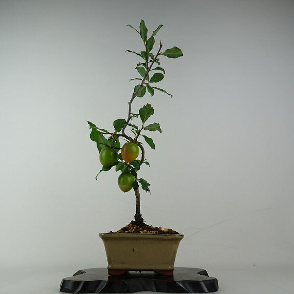 盆栽 老爺柿 紅涼山 樹高 約45cm ろうやがき Diospyros rhombifolia ロウヤガキ 実物 雌木 カキノキ科 落葉～半落葉樹 鑑賞用 観賞用 k1204434683