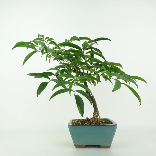 盆栽 藤 サッコウフジ 樹高 約25～26cm Millettia reticulata ふじ つる性 マメ科 ナツフジ属 落葉樹 鑑賞用 観賞用 数量物 セレクト g1204446440