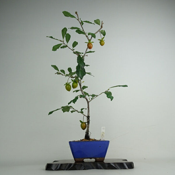 盆栽 老爺柿 国王 樹高 約50cm ろうやがき Diospyros rhombifolia ロウヤガキ 実物 雌木 カキノキ科 落葉～半落葉樹 鑑賞用 観賞用 q1204442109