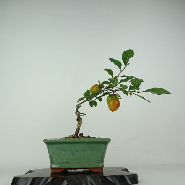 盆栽 老爺柿 紅涼山 樹高 約23cm ろうやがき Diospyros rhombifolia ロウヤガキ 実物 雌木 カキノキ科 落葉～半落葉樹 鑑賞用 観賞用 w1204438851