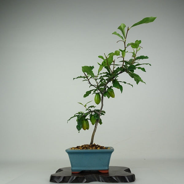 盆栽 老爺柿 浦島太郎 樹高 約36cm ろうやがき ロウヤガキ 実物 雌木 カキノキ科 落葉～半落葉樹 鑑賞用 観賞用 k1204518394