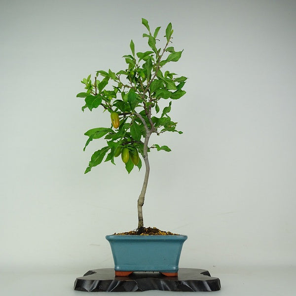 盆栽 老爺柿 浦島太郎 樹高 約45cm ろうやがき ロウヤガキ 実物 雌木 カキノキ科 落葉～半落葉樹 鑑賞用 観賞用 t1204514197