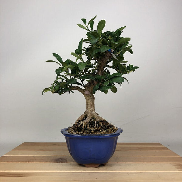 盆栽 金豆 樹高 約22cm きんず Fortunella hindsii キンズ マメキンカン 実物 ミカン科 キンカン属 常緑樹 鑑賞用 観賞用 f1205042450