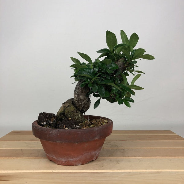 盆栽 梔子 樹高 約14cm くちなし Gardenia jasminoides クチナシ アカネ科 クチナシ属 常緑樹 鑑賞用 観賞用 小品 o1205049883