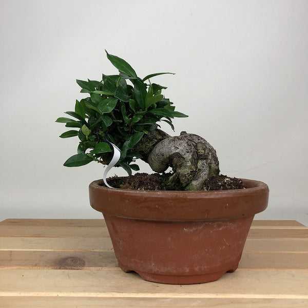 盆栽 梔子 樹高 約12cm くちなし Gardenia jasminoides クチナシ アカネ科 クチナシ属 常緑樹 鑑賞用 観賞用 小品 p1205045963