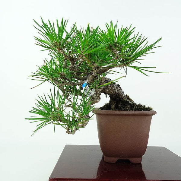 盆栽 松 黒松 樹高 上下 約14cm くろまつ Pinus thunbergii クロマツ マツ科 常緑針葉樹 鑑賞用 観賞用 小品 m1205034427