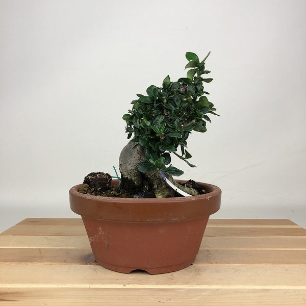 盆栽 梔子 樹高 約14cm くちなし Gardenia jasminoides クチナシ アカネ科 クチナシ属 常緑樹 鑑賞用 観賞用 小品 1205029765