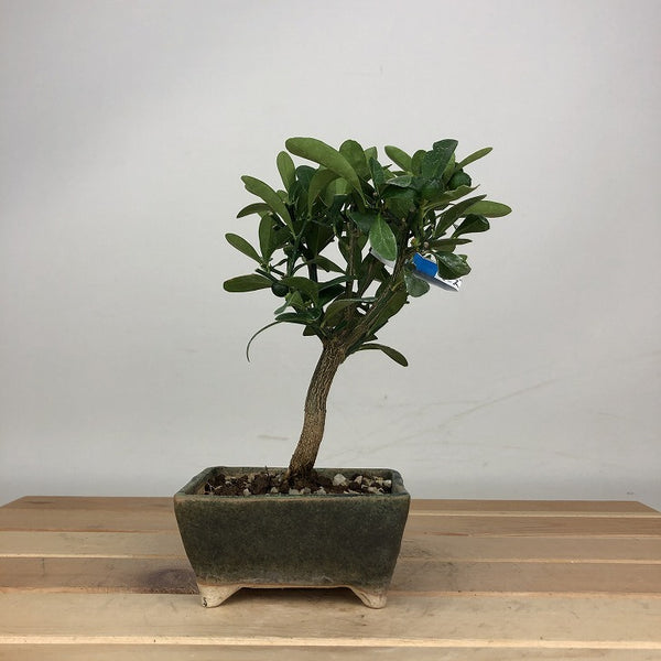 盆栽 金豆 樹高 約13cm きんず Fortunella hindsii キンズ マメキンカン 実物 ミカン科 キンカン属 常緑樹 鑑賞用 観賞用 小品 e1205041812