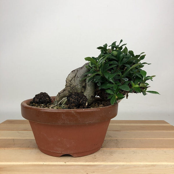 盆栽 梔子 樹高 約10cm くちなし Gardenia jasminoides クチナシ アカネ科 クチナシ属 常緑樹 鑑賞用 観賞用 小品 q1205042409