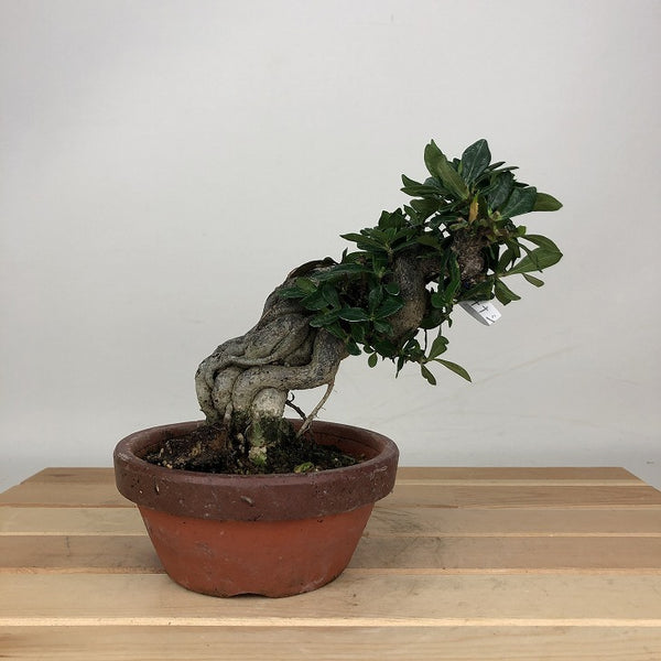 盆栽 梔子 樹高 約13cm くちなし Gardenia jasminoides クチナシ アカネ科 クチナシ属 常緑樹 鑑賞用 観賞用 小品 k1205035937