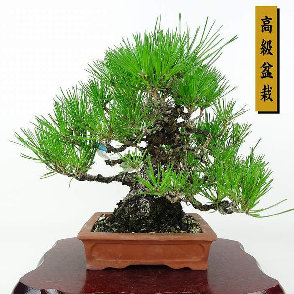 盆栽 松 黒松 樹高 約24cm くろまつ 高級盆栽 Pinus thunbergii クロマツ マツ科 常緑針葉樹 鑑賞用 観賞用 d1205049473