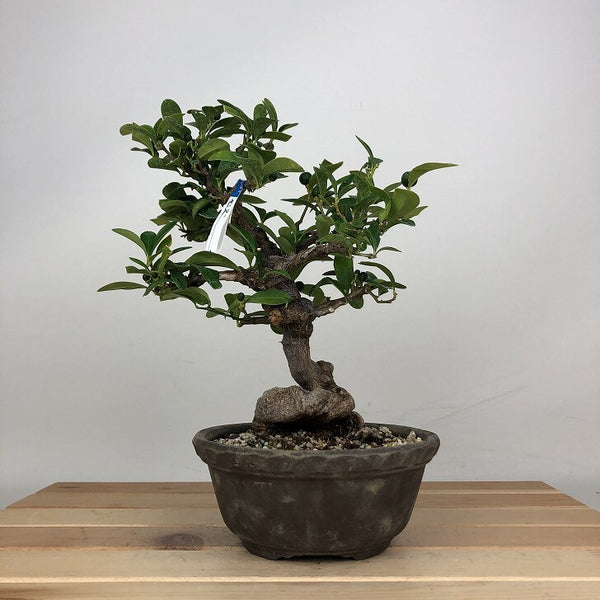 盆栽 金豆 樹高 約19cm きんず Fortunella hindsii キンズ マメキンカン 実物 ミカン科 キンカン属 常緑樹 鑑賞用 観賞用 小品 h1205057770