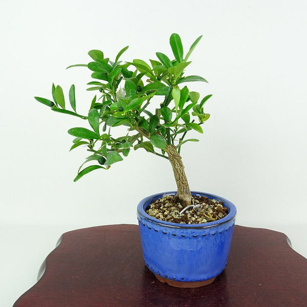 盆栽 金豆 樹高 約16cm きんず Fortunella hindsii キンズ マメキンカンミカン科 キンカン属 常緑樹 観賞用 小品 k1205969966