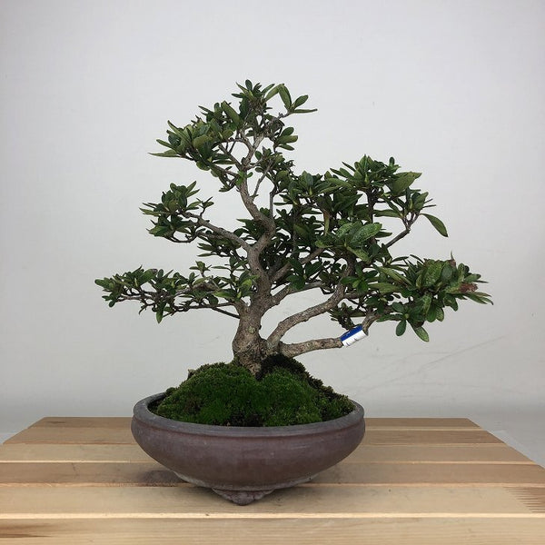 盆栽 皐月 樹高 約20cm さつき Rhododendron indicum サツキ ツツジ科 常緑樹 鑑賞用 観賞用 小品 d1205979313