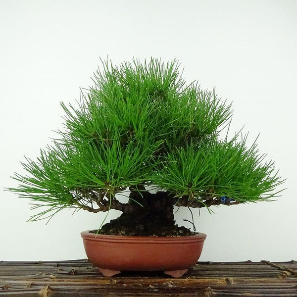 盆栽 松 赤松 樹高 約19cm あかまつ Pinus densiflora アカマツ red pine マツ科 常緑樹 鑑賞用 観賞用 小品 t1205962072
