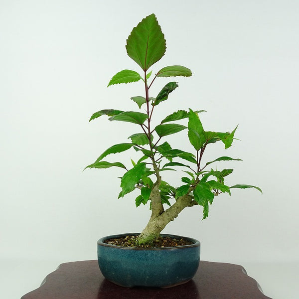 盆栽 ハイビスカス 樹高 約25cm はいびすかす アオイ科 フヨウ属 多年草 観賞用 p1205980257