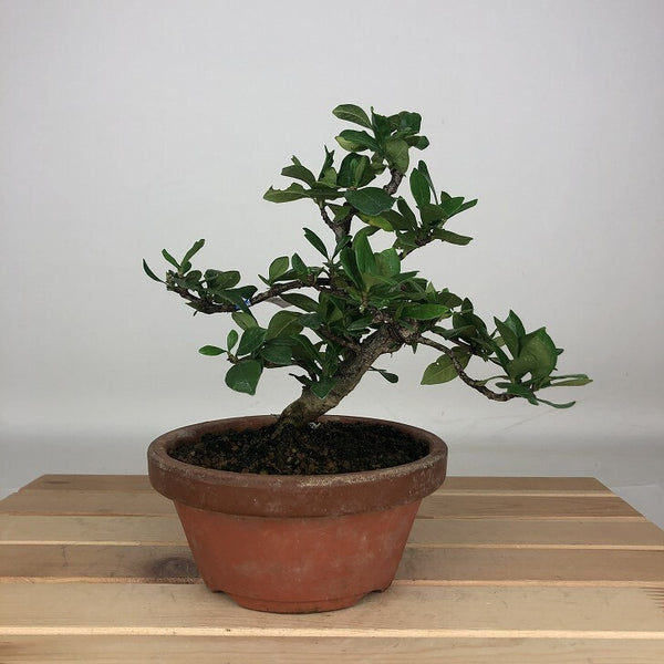 盆栽 梔子 樹高 約15cm くちなし Gardenia jasminoides クチナシ アカネ科 クチナシ属 常緑樹 鑑賞用 観賞用 小品 m1205966562