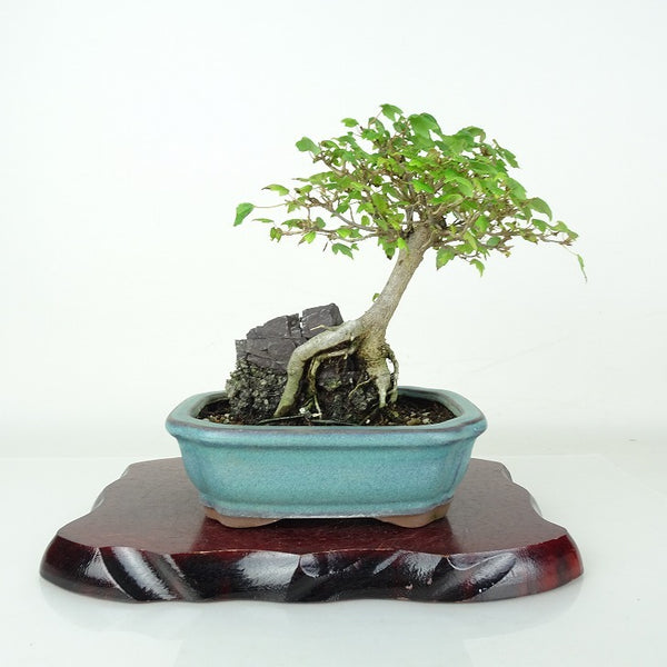 盆栽 楓 樹高 約18cm かえで Acer カエデ 紅葉 石付き カエデ科 落葉樹 鑑賞用 観賞用 小品 v1205997409