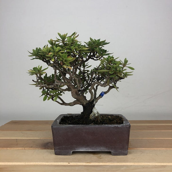 盆栽 皐月 珍山 樹高 約13cm さつき Rhododendron indicum サツキ ツツジ科 常緑樹 鑑賞用 観賞用 小品 1205955110